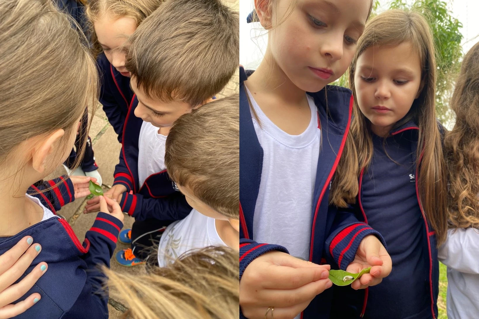 Metamorfose da lagarta: educandos do 2º ano 2 se encantam pela natureza!
